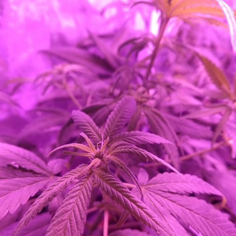 Brahma growlog timeline photo