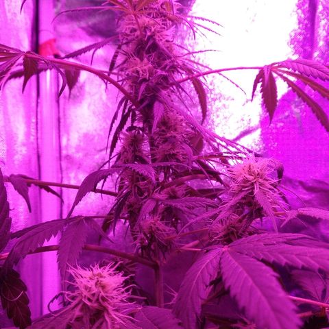 Radha growlog timeline photo