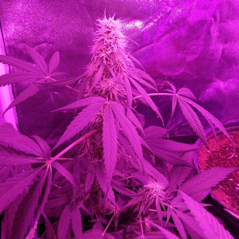 Radha growlog timeline photo