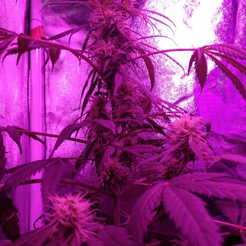 Radha growlog timeline photo