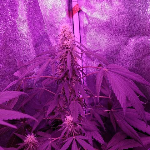 Radha growlog timeline photo