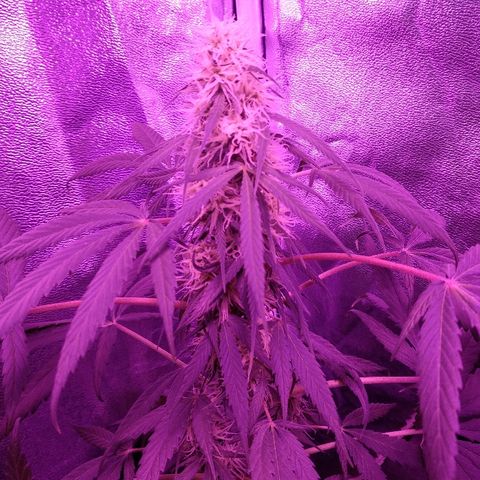 Radha growlog timeline photo