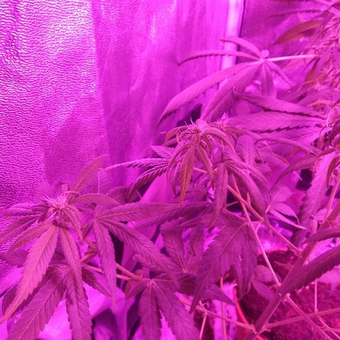 Brahma growlog timeline photo