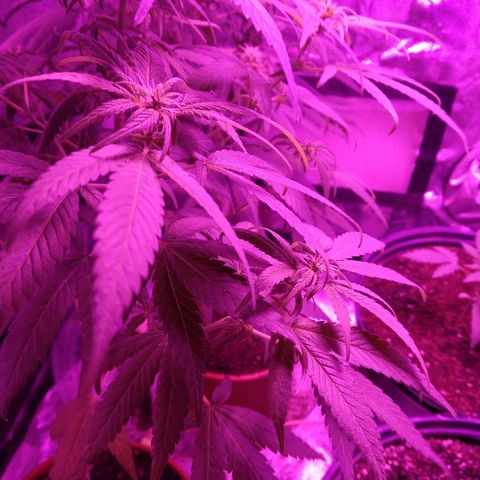 Brahma growlog timeline photo