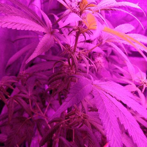 Brahma growlog timeline photo