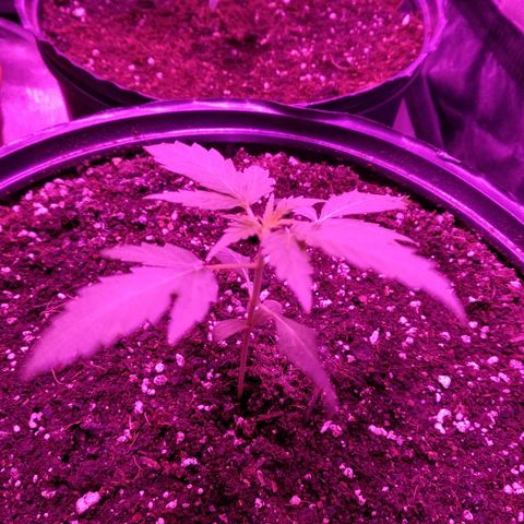 Durga growlog timeline photo