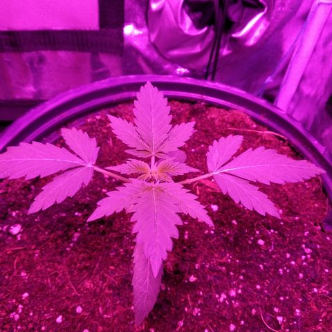 Kali growlog timeline photo