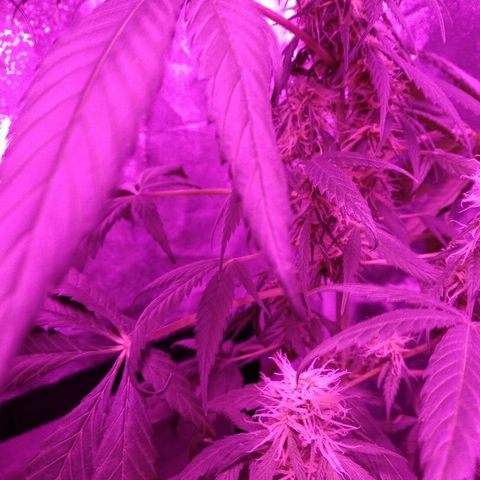 Radha growlog timeline photo