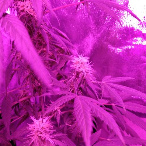 Radha growlog timeline photo