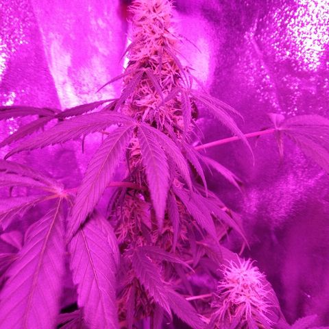 Radha growlog timeline photo