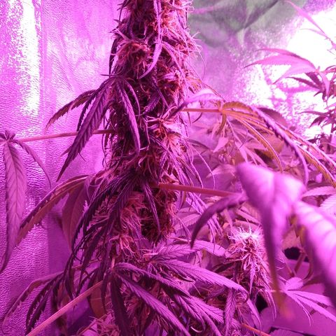 Radha growlog timeline photo