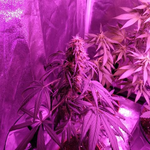 Radha growlog timeline photo