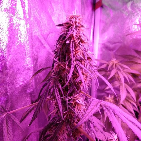 Radha growlog timeline photo