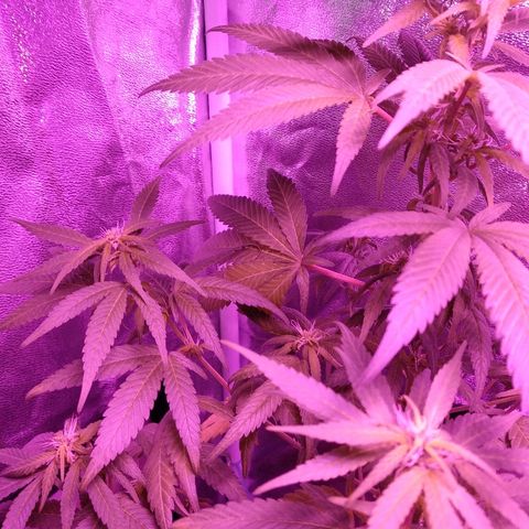 Brahma growlog timeline photo