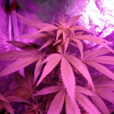 Brahma growlog timeline photo