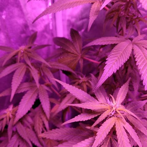 Brahma growlog timeline photo