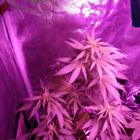 Brahma growlog timeline photo