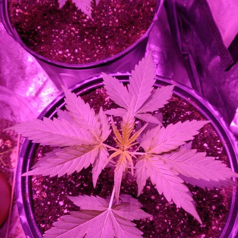 Durga growlog timeline photo