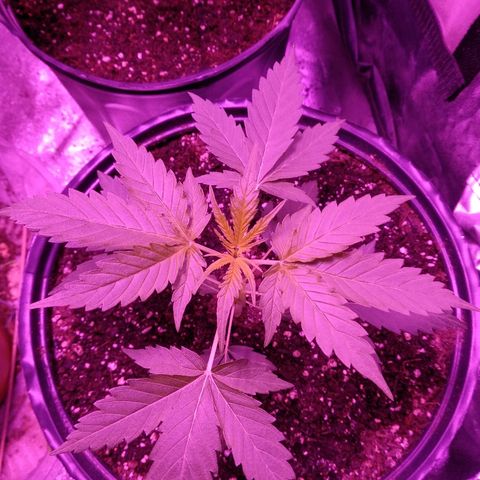 Durga growlog timeline photo