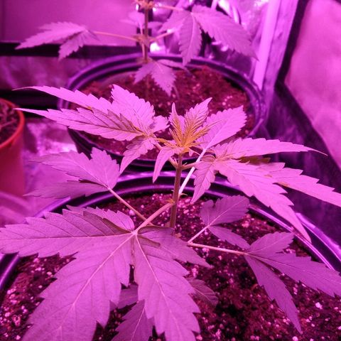 Durga growlog timeline photo