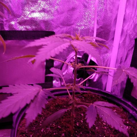 Kali growlog timeline photo