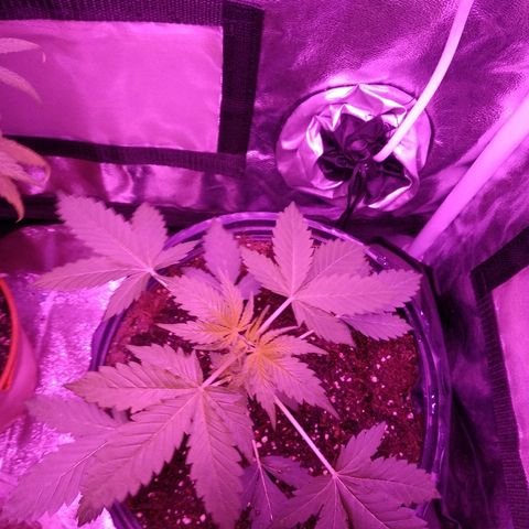 Kali growlog timeline photo