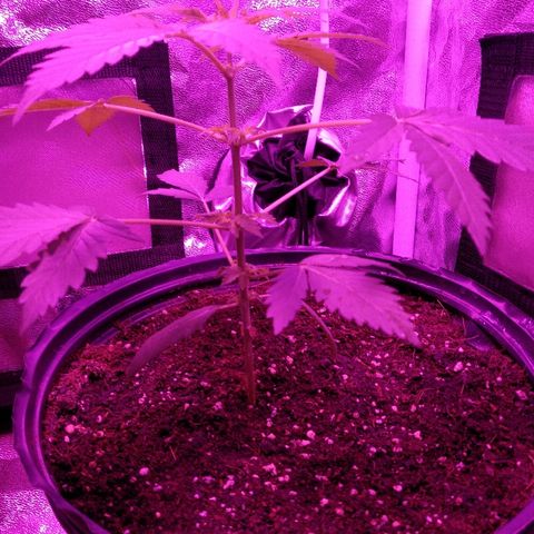 Kali growlog timeline photo
