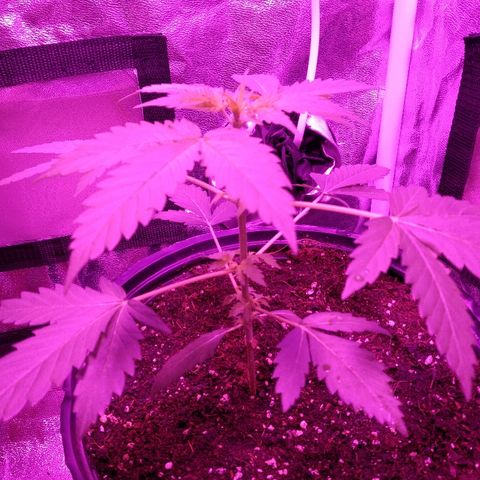 Kali growlog timeline photo