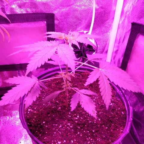 Kali growlog timeline photo