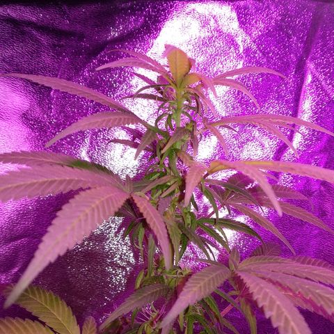 Brahma growlog timeline photo