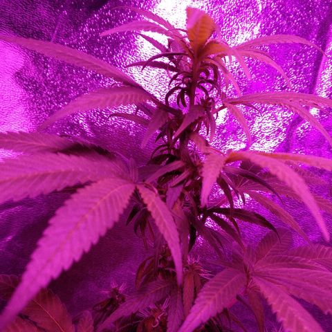 Brahma growlog timeline photo