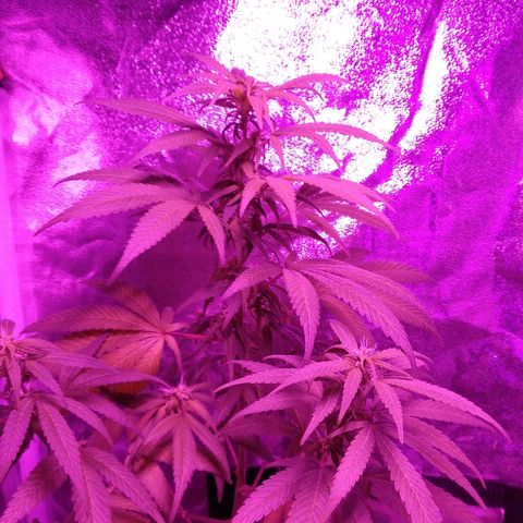 Brahma growlog timeline photo