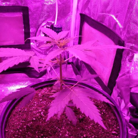 Durga growlog timeline photo