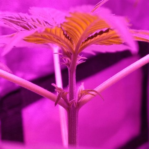 Kali growlog timeline photo