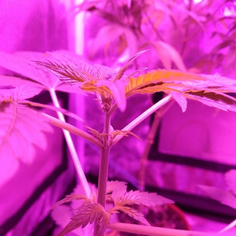 Kali growlog timeline photo