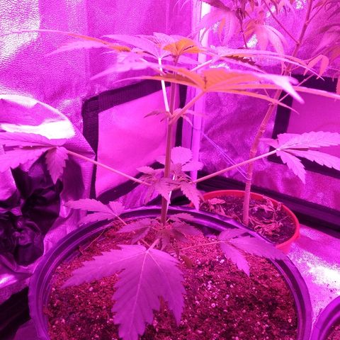 Kali growlog timeline photo
