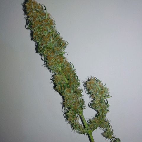 Radha growlog timeline photo