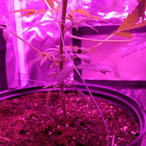 Kali growlog timeline photo