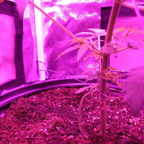 Kali growlog timeline photo