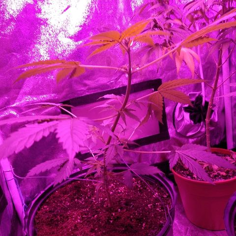 Kali growlog timeline photo
