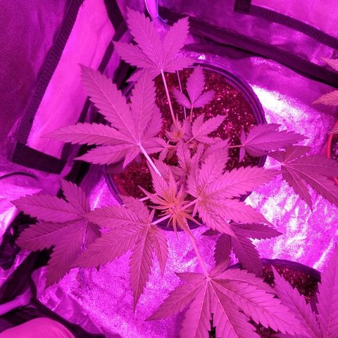 Kali growlog timeline photo