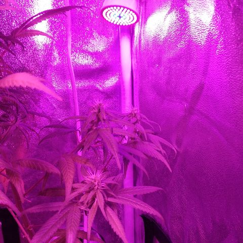 Brahma growlog timeline photo