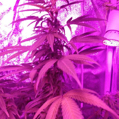 Brahma growlog timeline photo