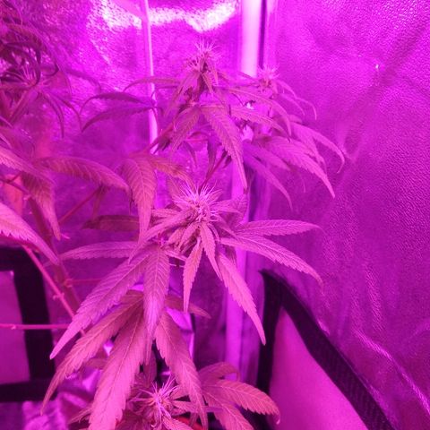 Brahma growlog timeline photo