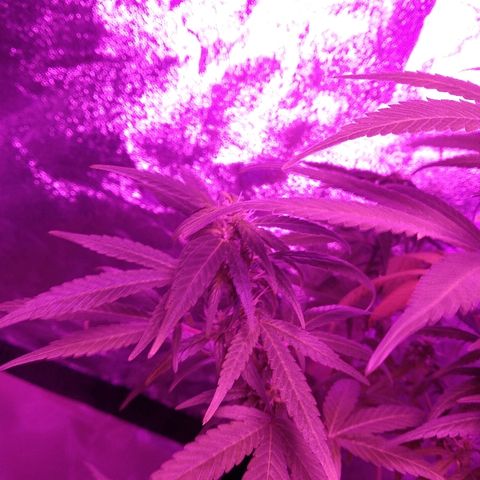 Brahma growlog timeline photo