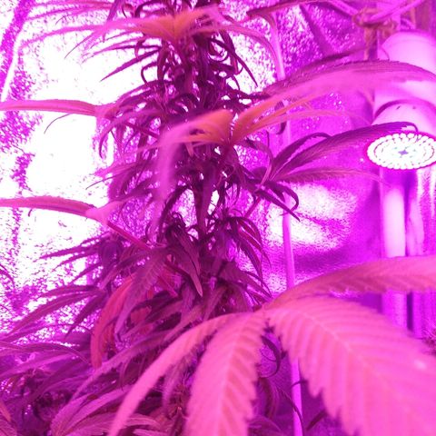 Brahma growlog timeline photo