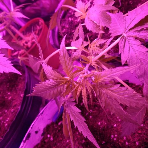 Durga growlog timeline photo