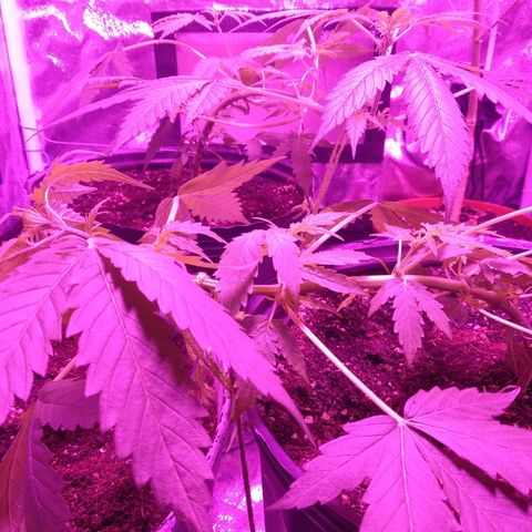 Durga growlog timeline photo
