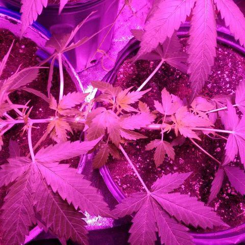 Durga growlog timeline photo