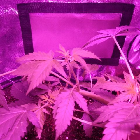 Kali growlog timeline photo